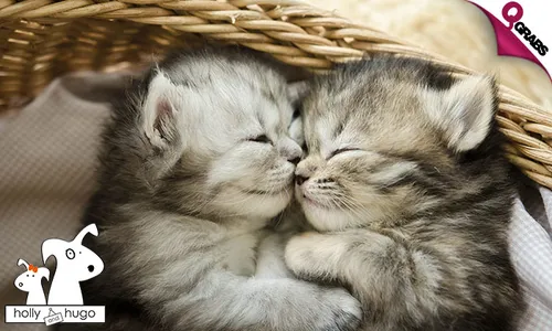Cat & Kitten Care Accredited Online Course!